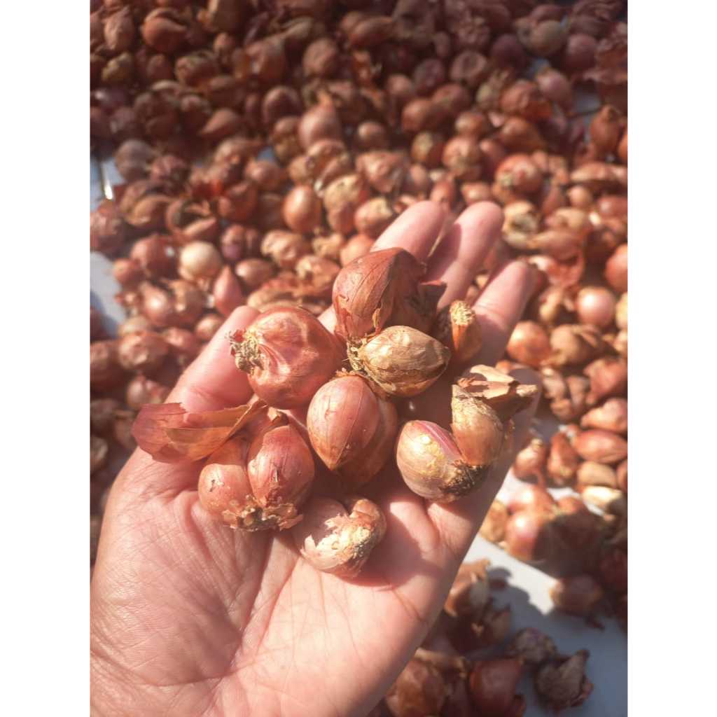 

BAWNG MERAH JAWA 1KG