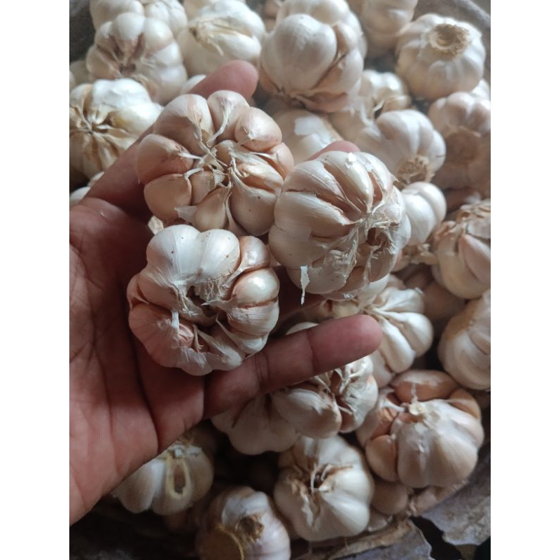 

Bawang putih/ Bawang sunco