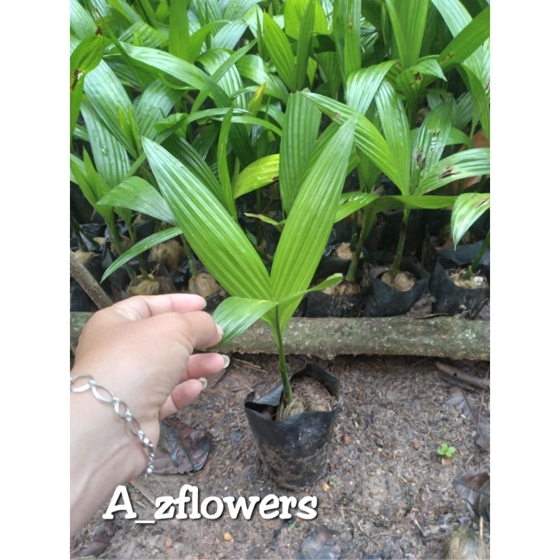 BIBIT ASLI PINANG BATARA UNGGUL BERKUALITAS