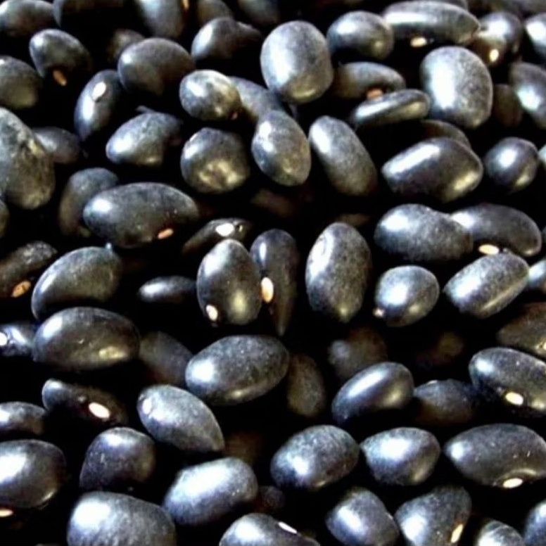 

500 GRAM KACANG KEDELAI HITAM BIBIT KEDELAI HITAM MALIKA
