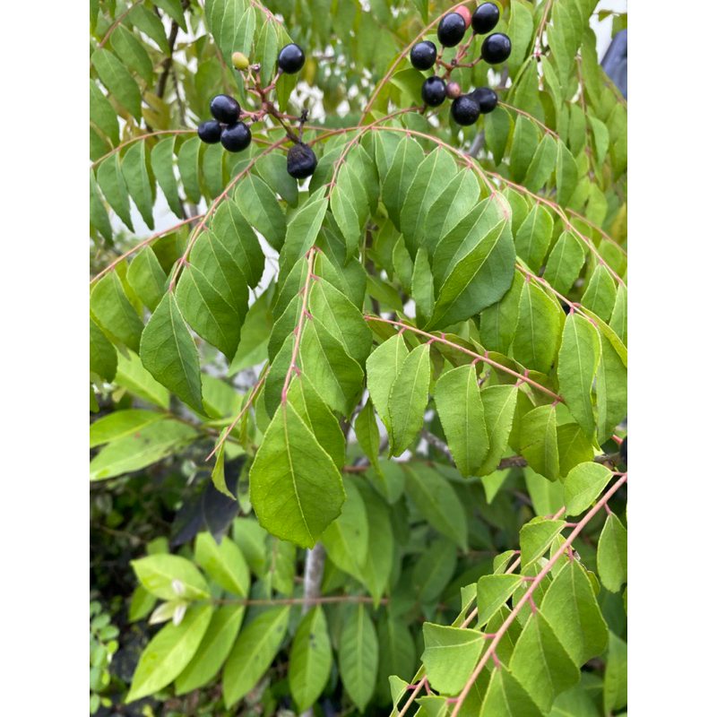 

Daun Kari / Salam Koja