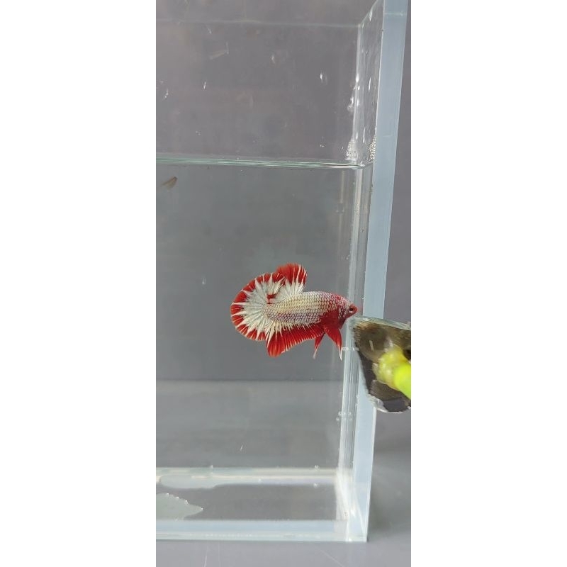 CUPANG FCCP RED HEAD