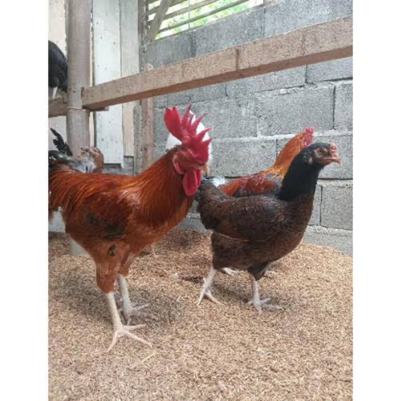 FGFG56846 TELUR FERTIL AYAM KUB 2JANAKA/NARAYANA INDUKAN TERSELEKSI UNTUK DI TETASKAN 564568