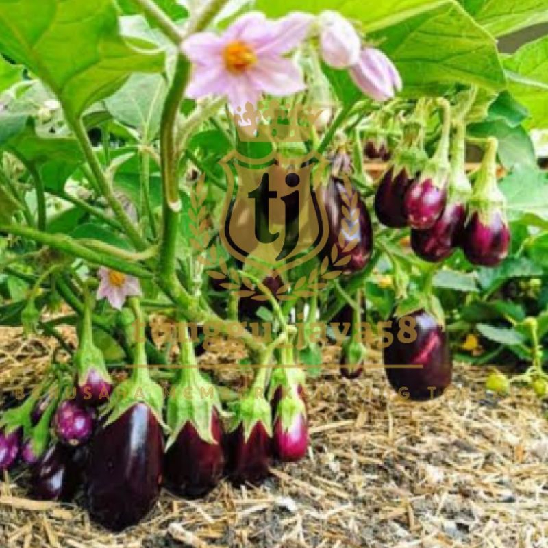 BENIH TERONG PONDOH BONDAN UNGU