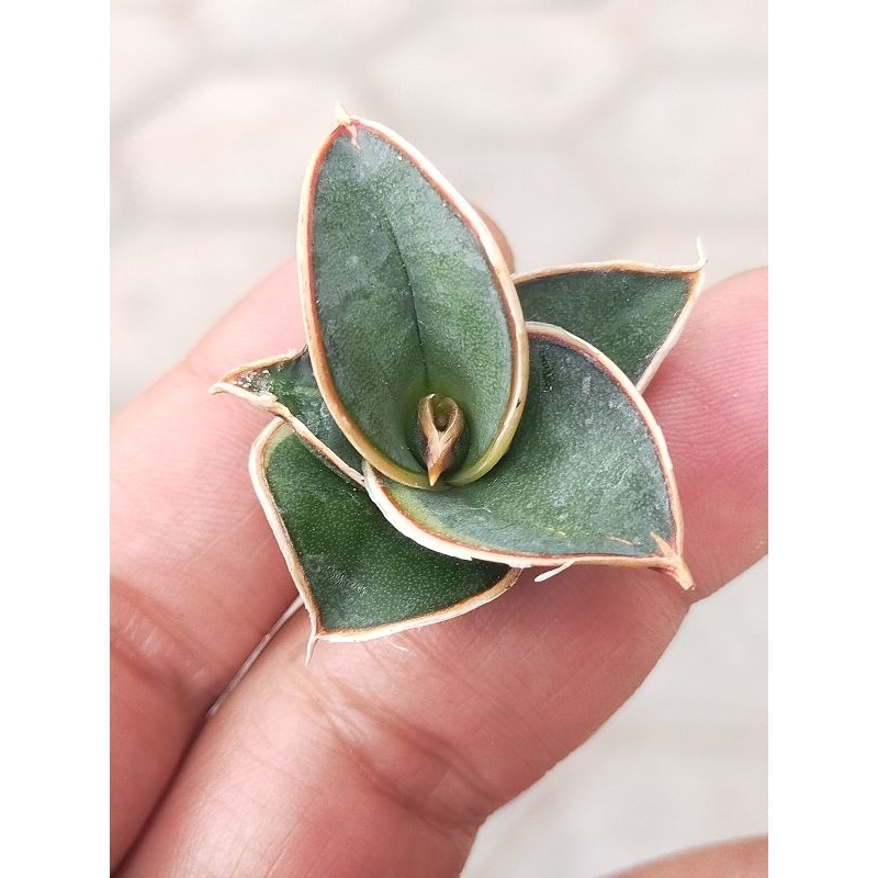 BIBIT TANAMAN HIAS SANSEVIERIA RORIDA VARIGATA