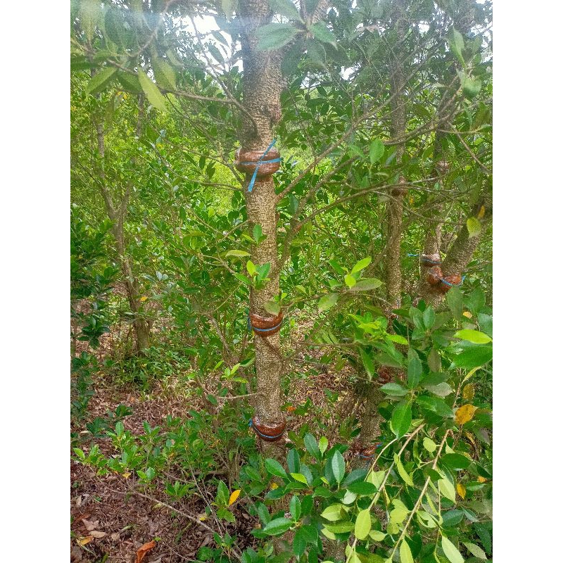 Bibit Bahan Ground Kimeng Besar