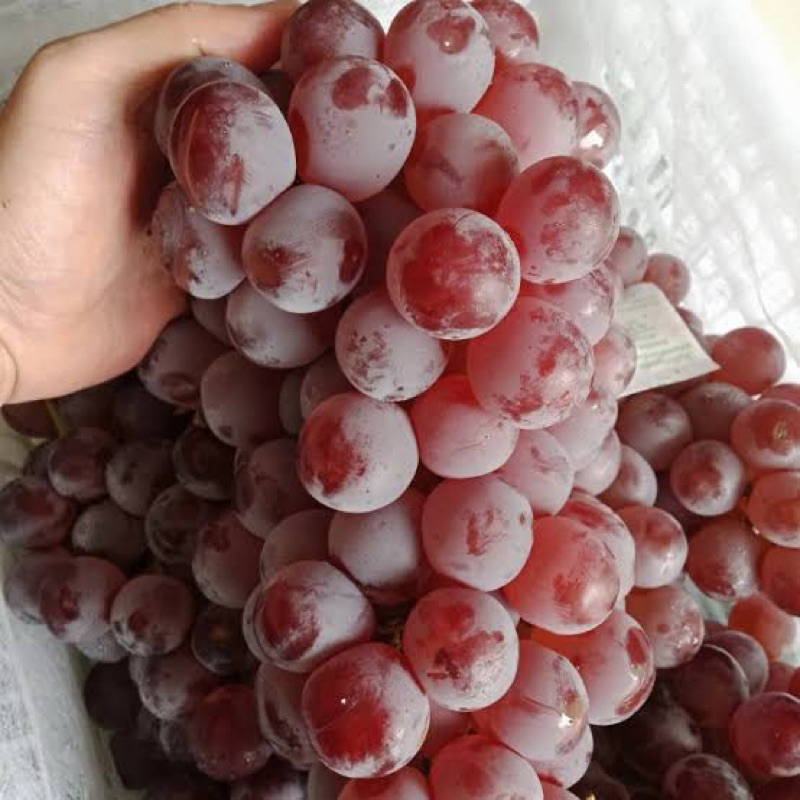 

Anggur Red Globe Kemasan 1kg & 500gr