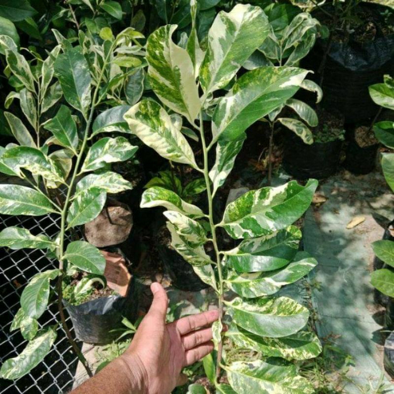 Tinggi 100 cm UP. Bibit Black Sapote Varigata. Asli tanaman Okulasi cepat berbuah lebat...