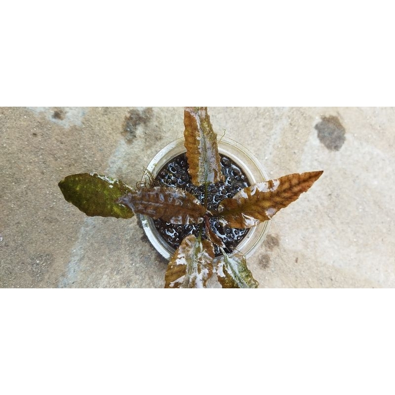 cryptocoryne mix spiralis Tiger, alexandria, flamingo oon