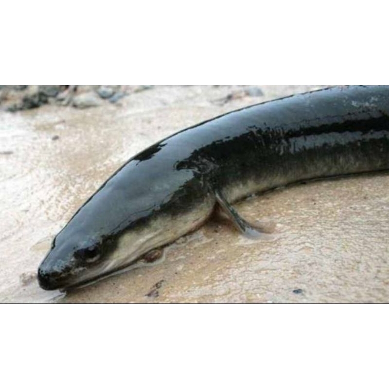 Replika Sidat Bicolor 30-40cm Hiasan Aquarium || GARANSI HIDUP