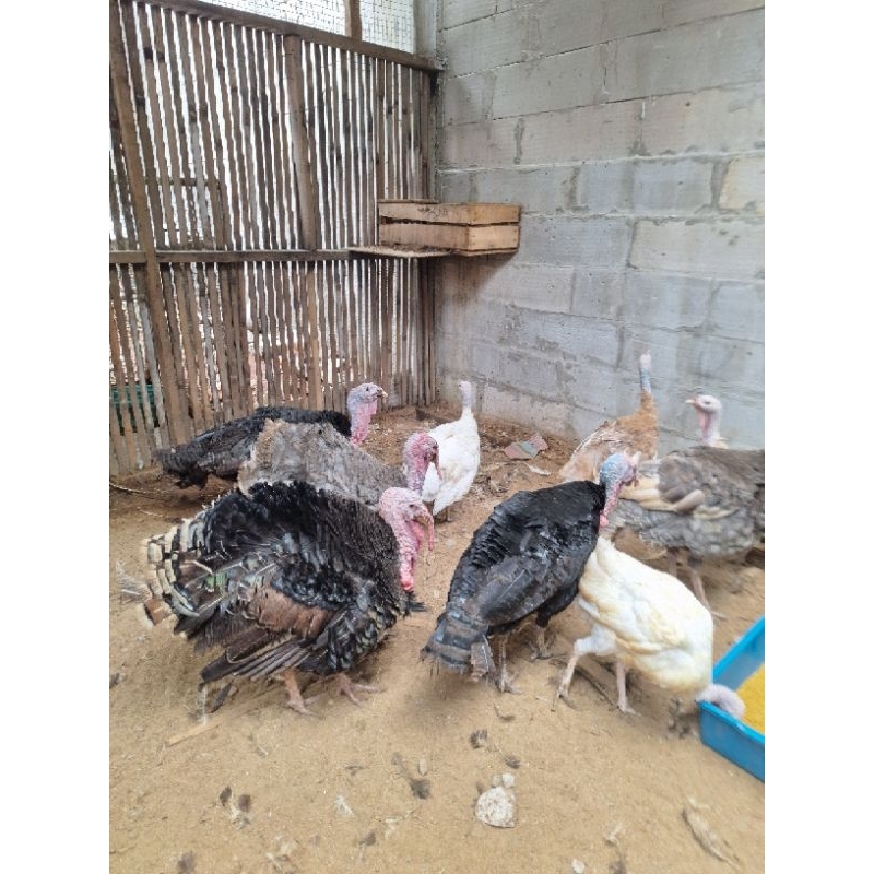 Indukan Ayam Kalkun Pro usia 2 Tahun up Produksi lancar