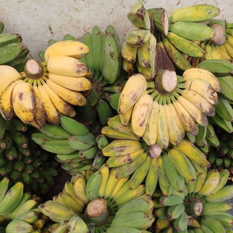 

Pisang Kepok/Sanggar