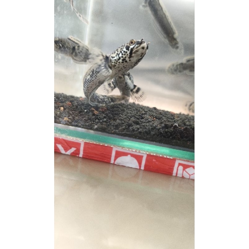 promo limbata granite super 5-6cm kualitas super grade A