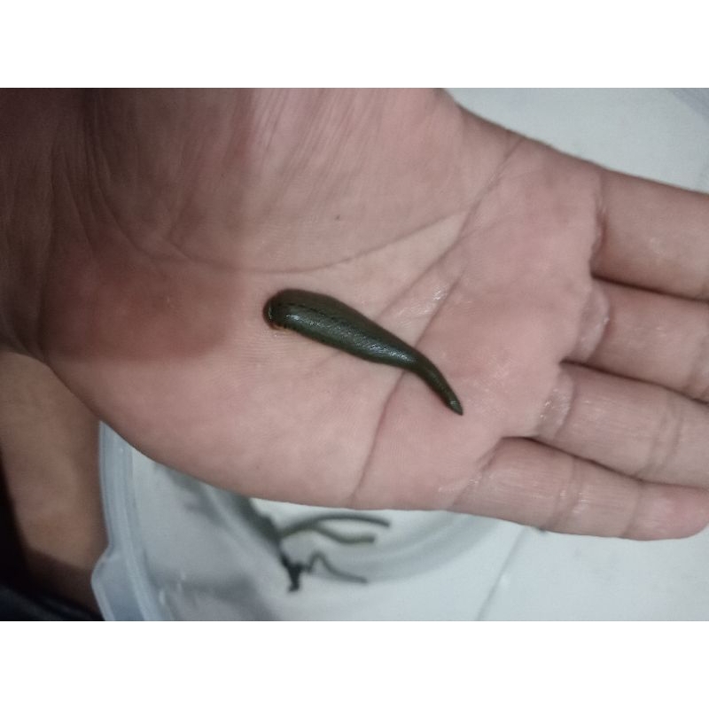 LINTAH TERAPI Tanggung Sedang