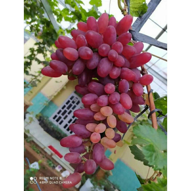 cutting anggur impor kleopatra cleopatra