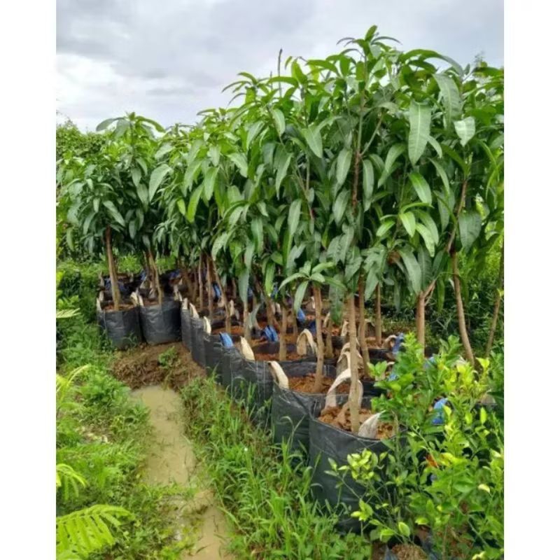 

Tanaman buah Mangga miyazaki, tinggi 2 meter lebih