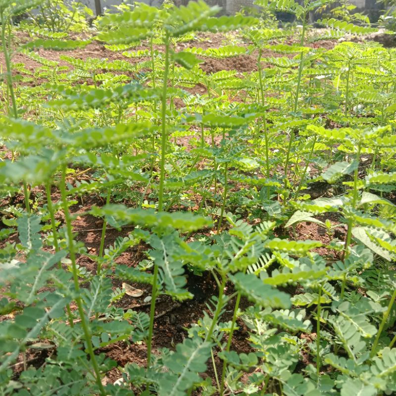 

DAUN MENIRAN SEGAR 500 GRAM