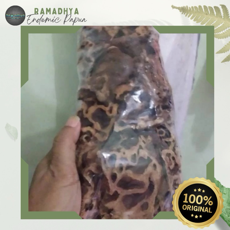 

Sarang Semut Asli Papua Original 100% Sarang Semut Asli Papua DIKIRIM LANGSUNG DARI PAPUA