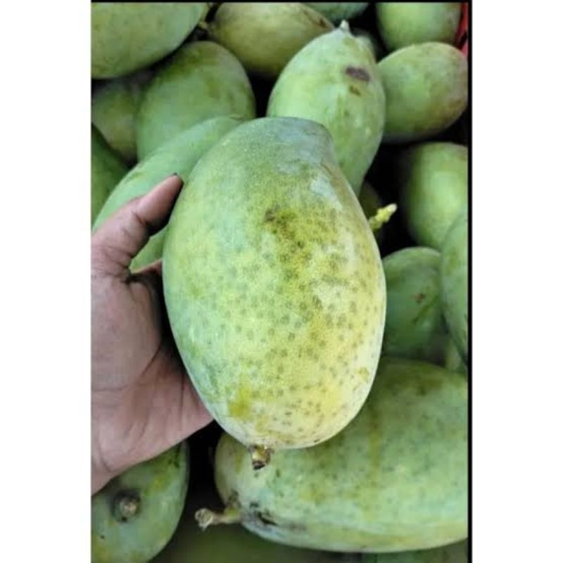 

MANGGA MANALAGI SITUBONDO ASLI INDRAMAYU 1KG