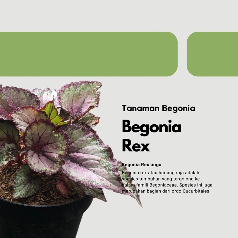 tanaman hias begonia - begonia rex ungu