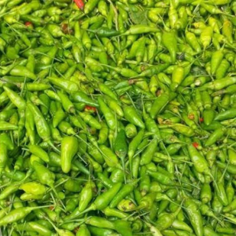 

Cabe rawit hijau