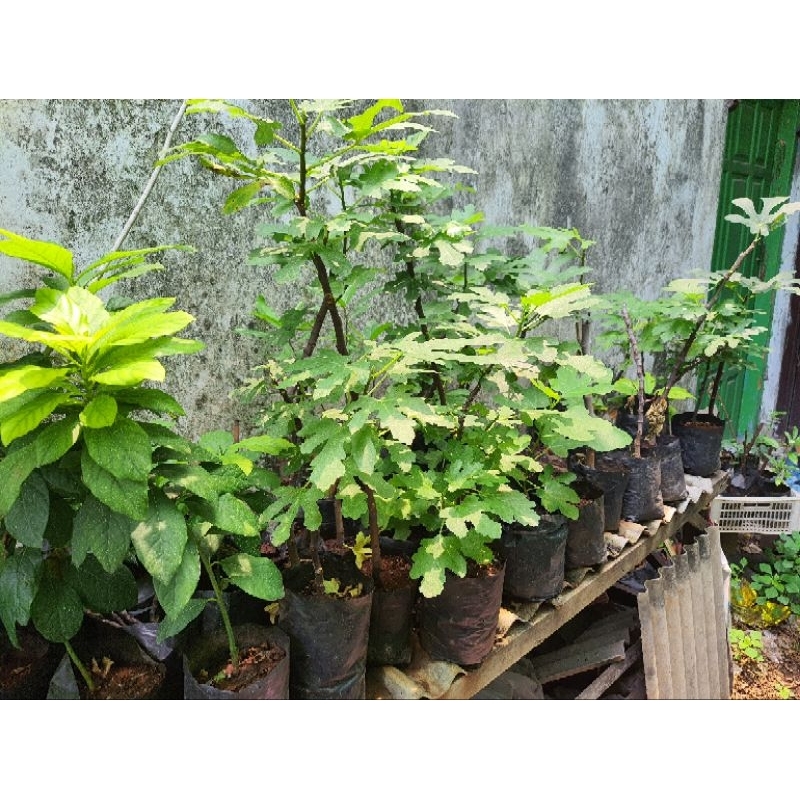 cuting buat tin ucr 291-4 lsu gold