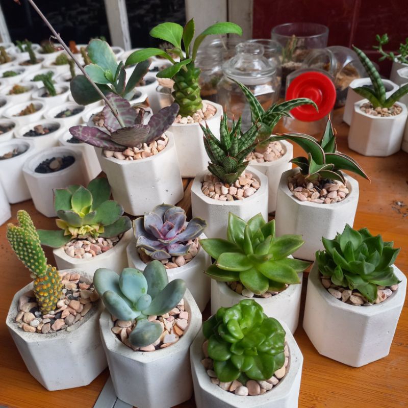 Paket Kaktus/Sukulen/haworthia Mini + pot semen putih + media tanam + toping (Tanaman Asli)