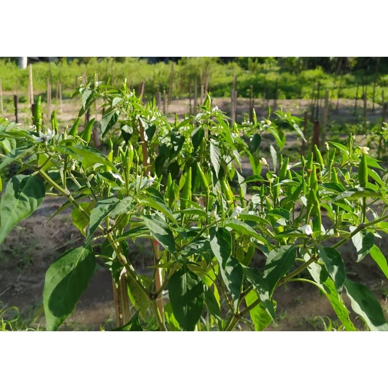 

Cabai Rawit Hijau Segar