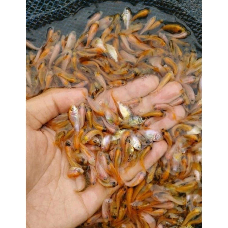 BONUS 20 PAKET ISI 100 NILA MERAH BANGKOK MUJAIR