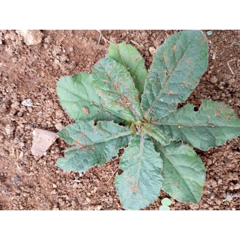 

(25 lembar) daun tapak Liman Segar