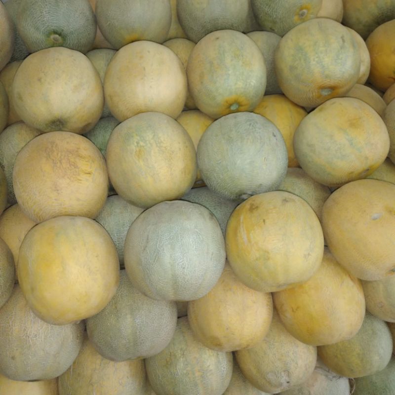 

buah melaon manis 1 buah