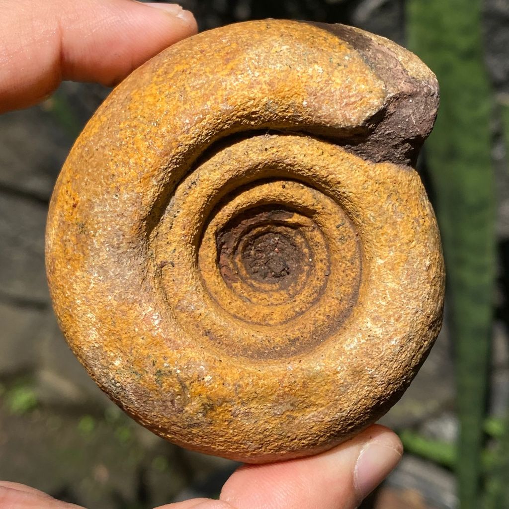 231GR Fosil Ammonite - Natural Ammonite Mollusca