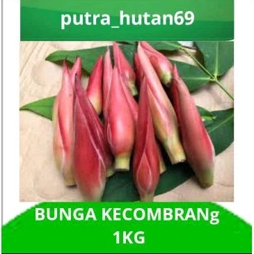 

BUNGA KECOMBRANG/BUNGA HONJE SEGAR 1kg