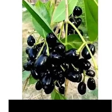 

jamblang atau juwet 1kg