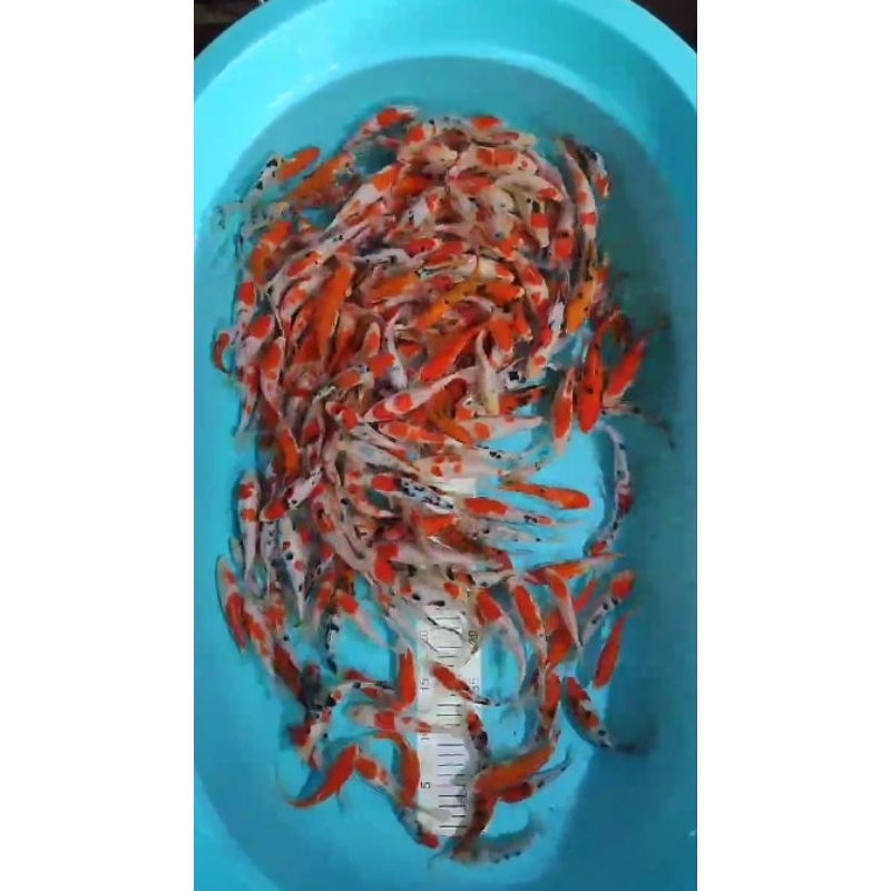 Hiasan kolam KoiShowa ginrin 15cm high quality