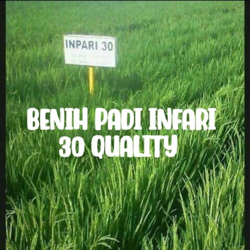 benih padi INFARI 30 QUALITY KEMASAN 1KG