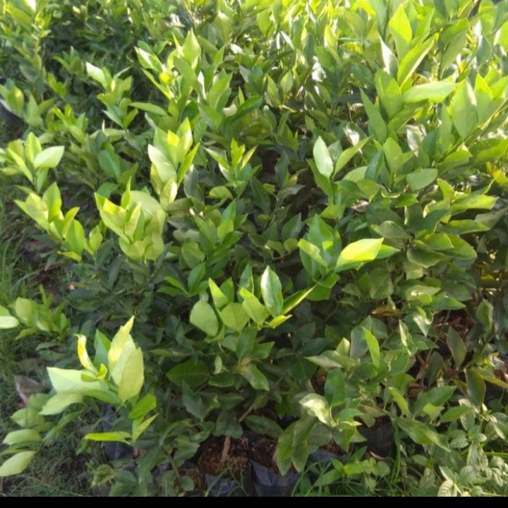 BIBIT TANAMAN BUAH JERUK NIPIS ASLI/ JERUK NIPIS UNGGUL BERKUALITAS