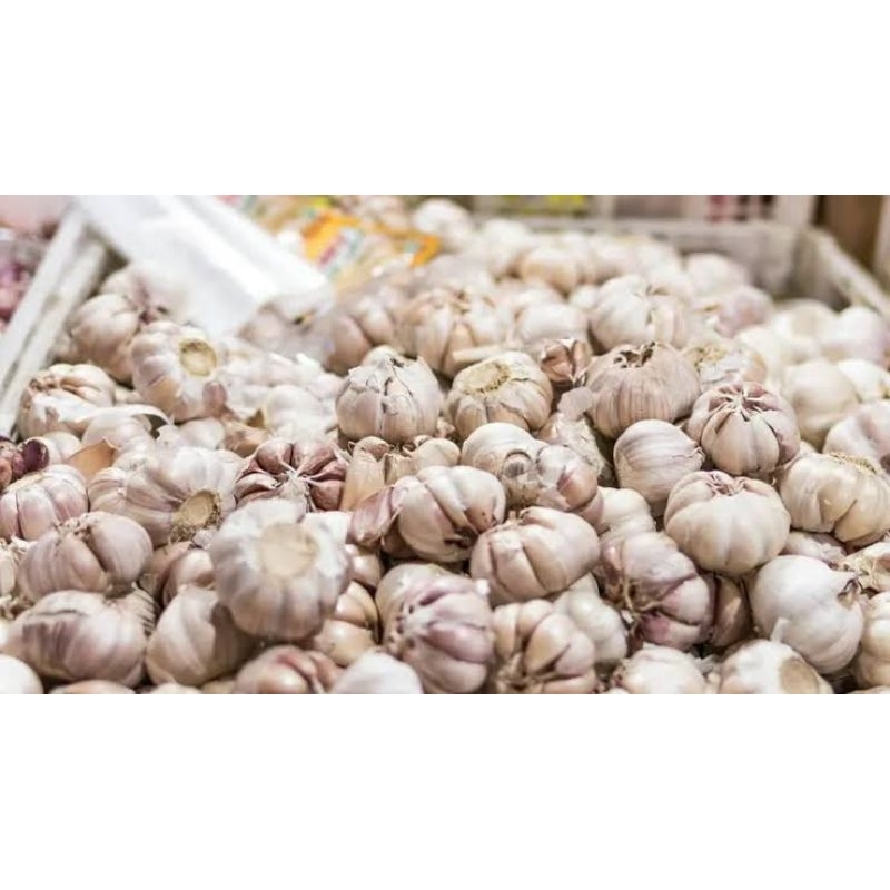 

Bawang Putih 1kg Murah