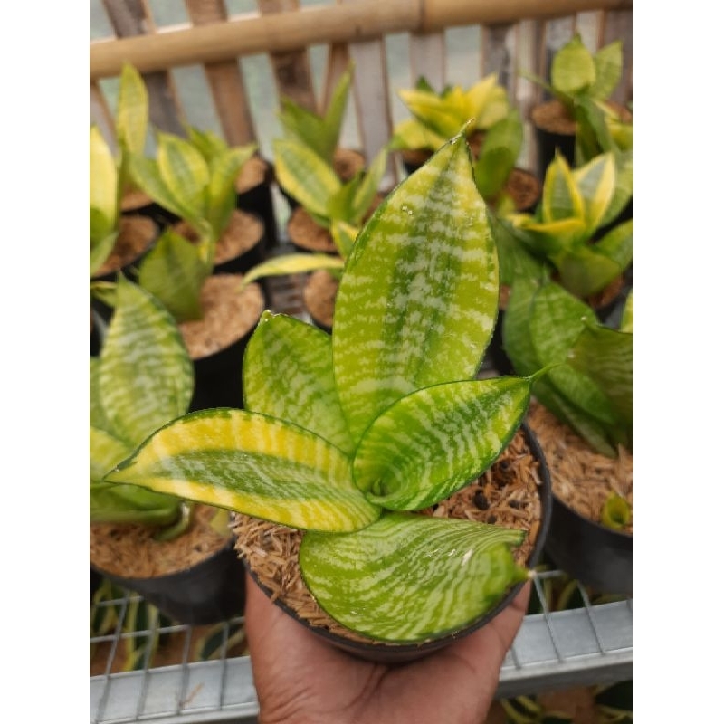 tanaman hias sansivera hahni philipine