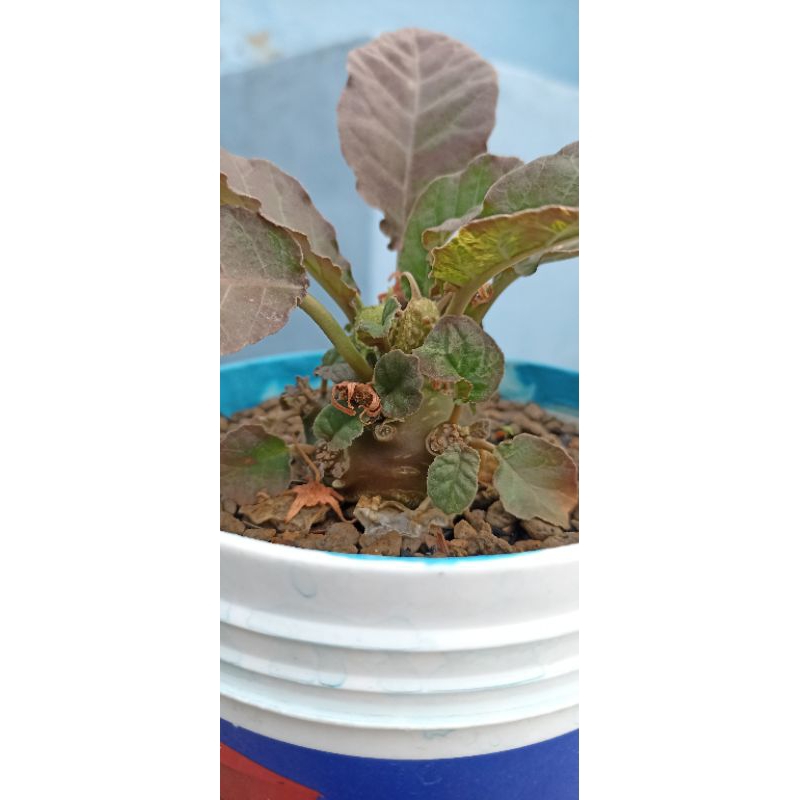 Dorstenia foetida variegata