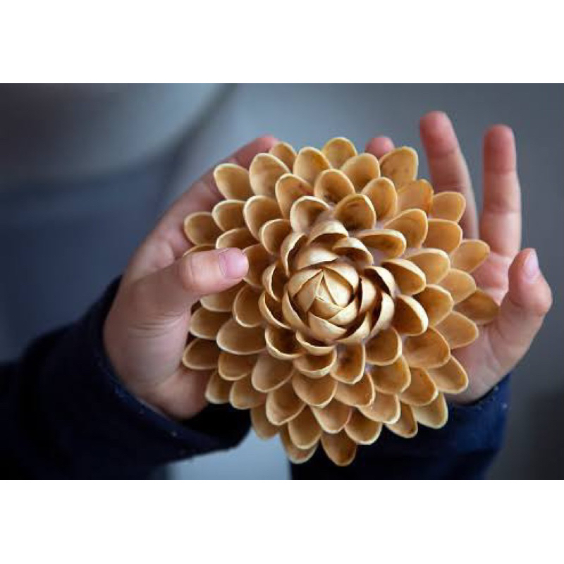 

KULIT KACANG PISTACHIO KILOAN UNTUK KERAJINAN ART CRAFT NATURAL ORGANIK