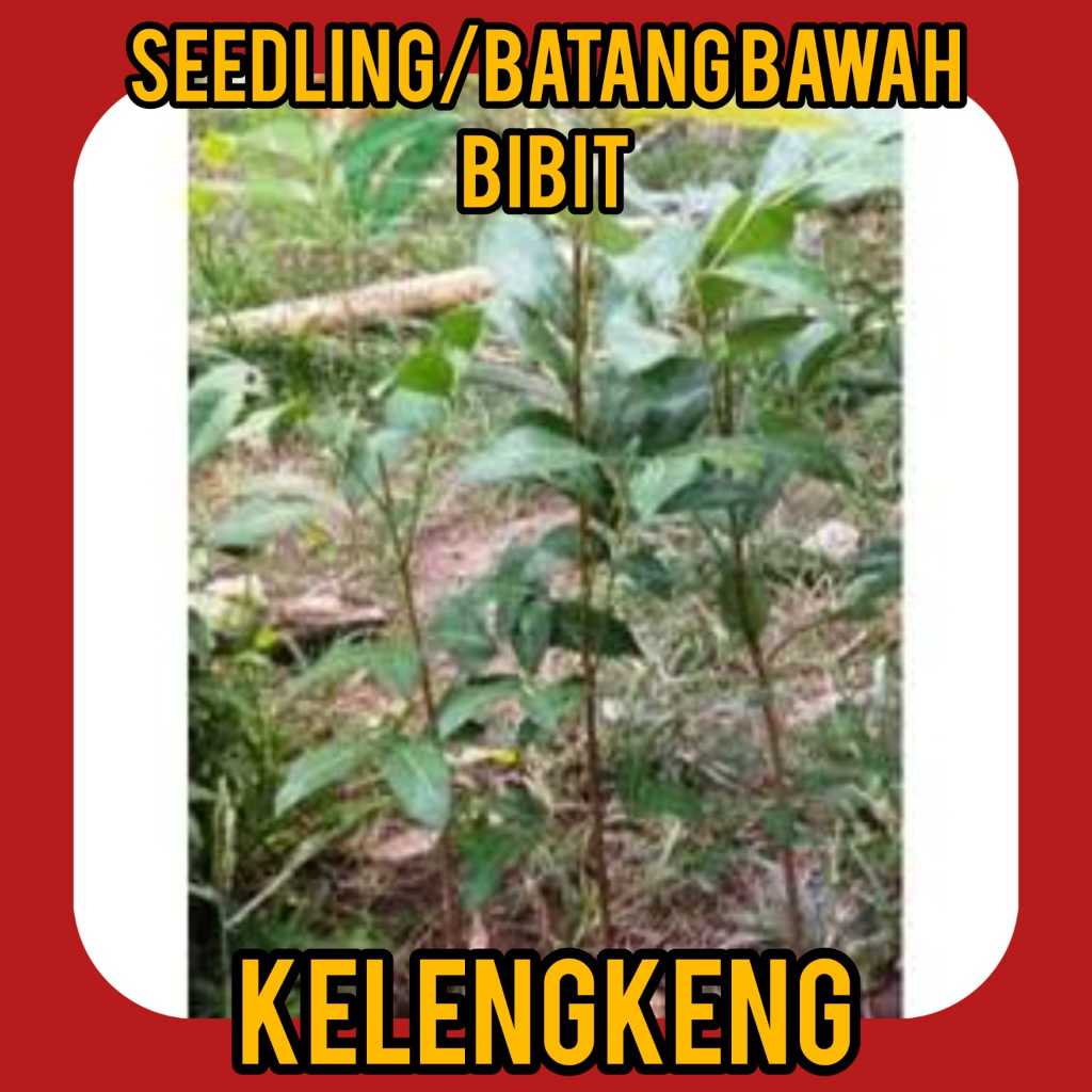 Seedling Bibit Lengkeng