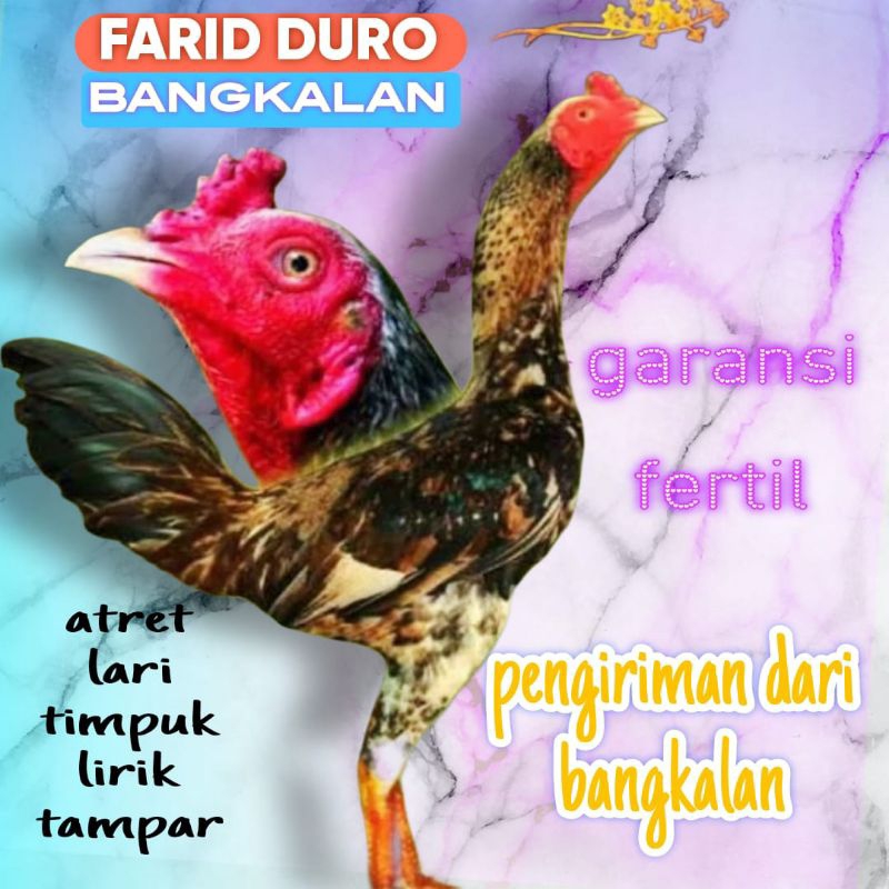 

Telur fertil ayam pama atret / kuda lari / COD