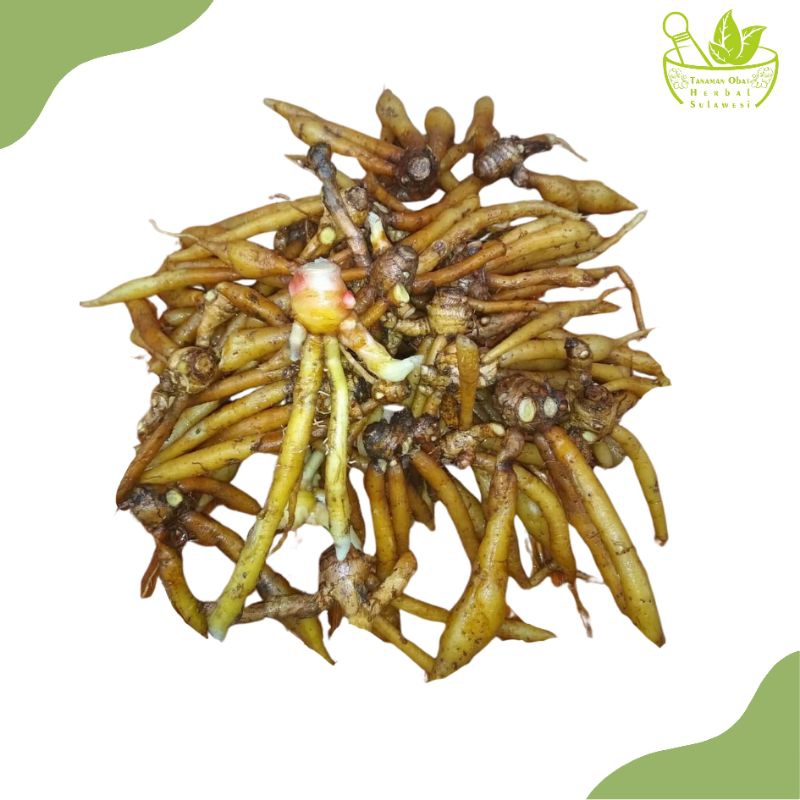 

Rimpang Temu Kunci Segar (500 Gram)
