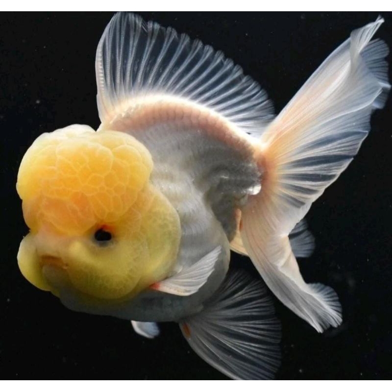 Ikan Hias Mas Koki Oranda Snow White Jambul Lemon Grade High Quality