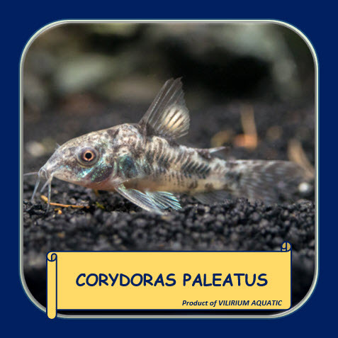 IKAN HIAS AIR TAWAR - CORYDORAS PALEATUS / PEPPERED CORY CATFISH (SIZE INDUKAN)