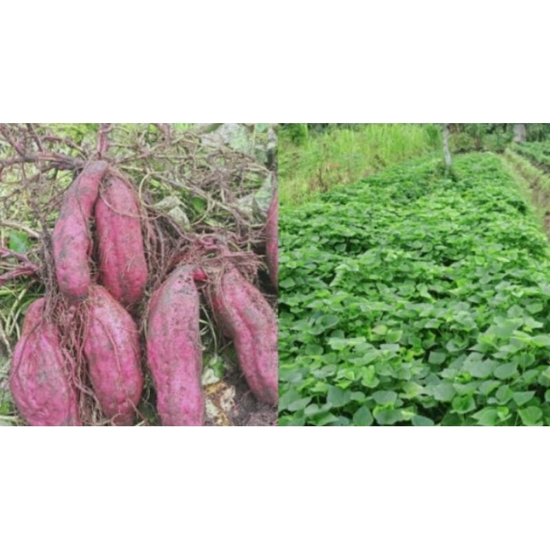 bibit ubi jalarungu tanaman herbal ubi jalar jepang 35 cm,tanaman kebunubi ungu merambat #ubi ungu m