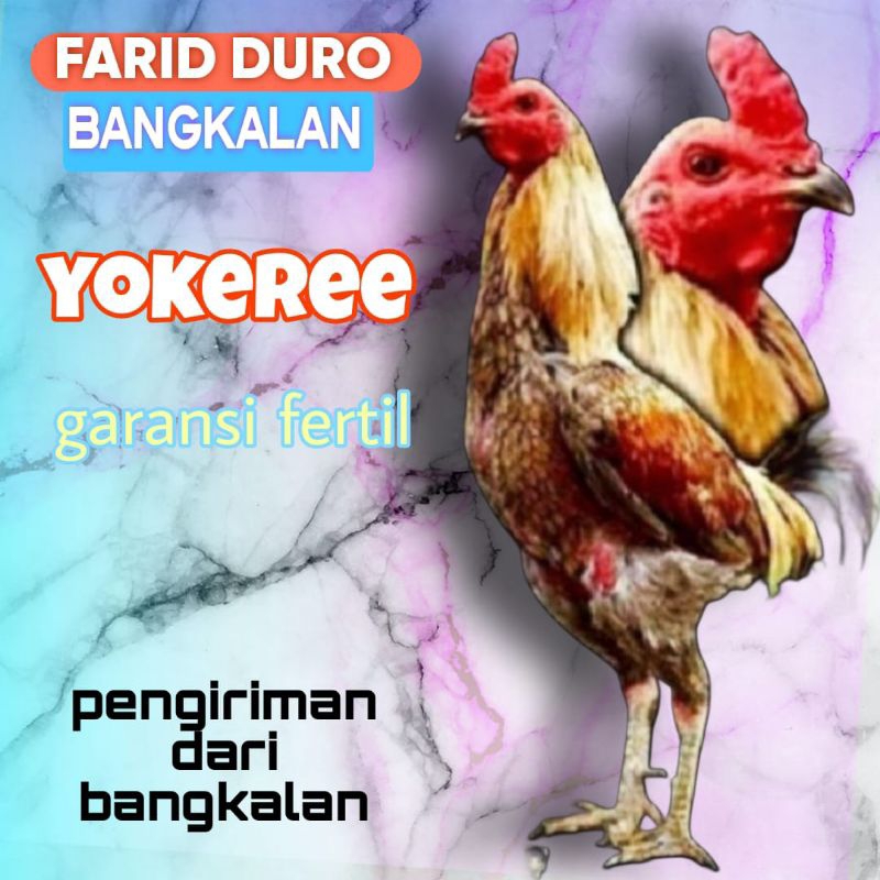 Telur fertil ayam aduan yokeree x ninja kualitas super / mangon iq /pama iq / mangon vip / pama vip 