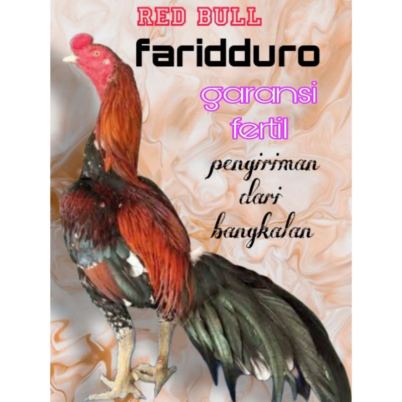 Telur fertil ayam pakhoy trah red bull GARANSI FERTIL