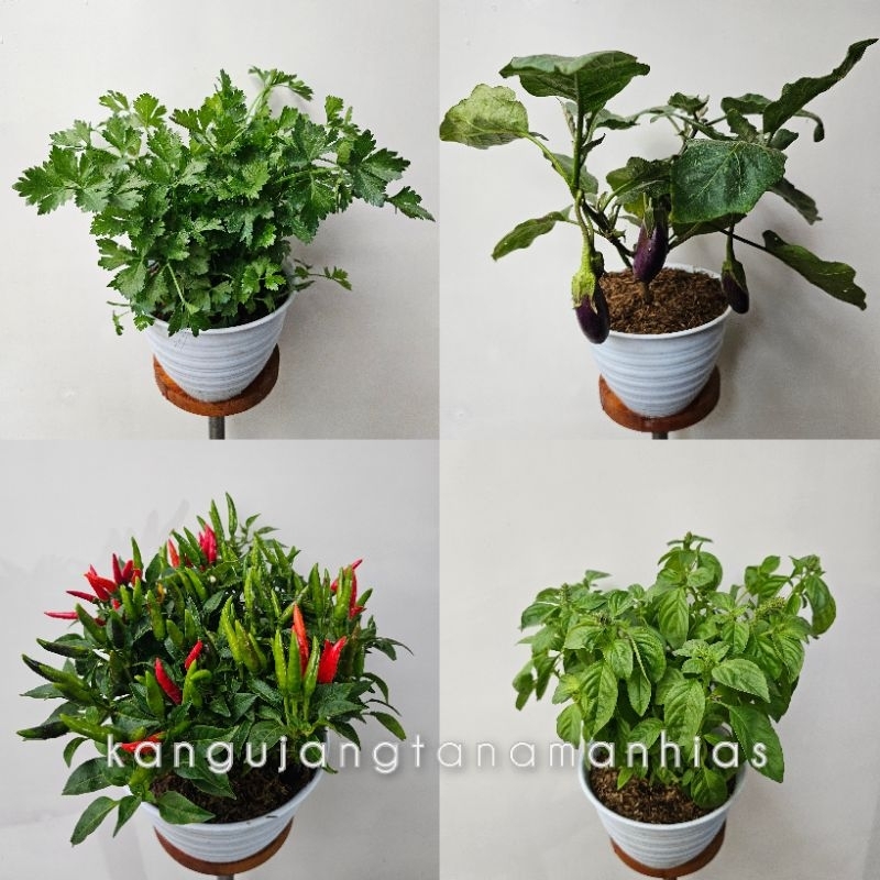 PAKET 4 JENIS TANAMAN SAYUR ( CABE KEMANGI SELEDRI TERONG) BUKAN BIJI TANAMAN SIAP TANAM